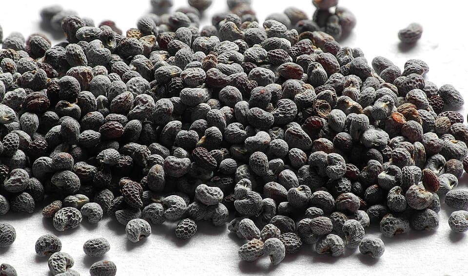 Khaskhas / Poppy Seeds