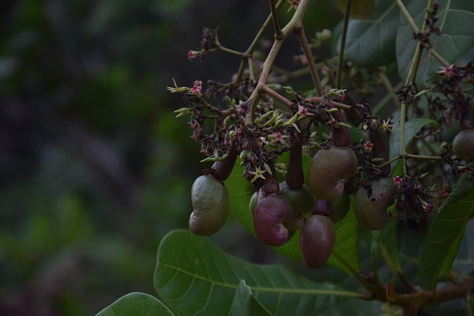 Kaju W320 / Premium Cashew